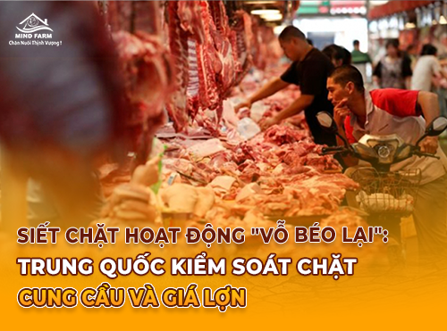 Trung Quốc siết hoạt động “vỗ béo” heo: Ảnh hưởng ra sao đến giá thịt lợn?