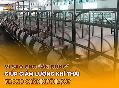 Vì sao cho “ăn đúng”  giúp giảm lượng khí thải trong chăn nuôi lợn?