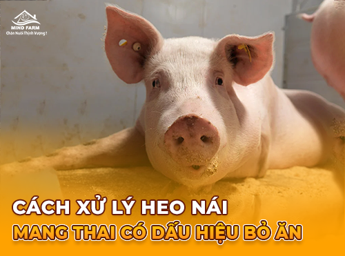 Cách xử lý heo nái mang thai có dấu hiệu bỏ ăn