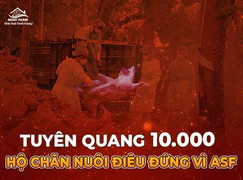 Dịch tả lợn châu Phi lan rộng tại Tuyên Quang: Hơn 5.000 tấn lợn bị tiêu hủy