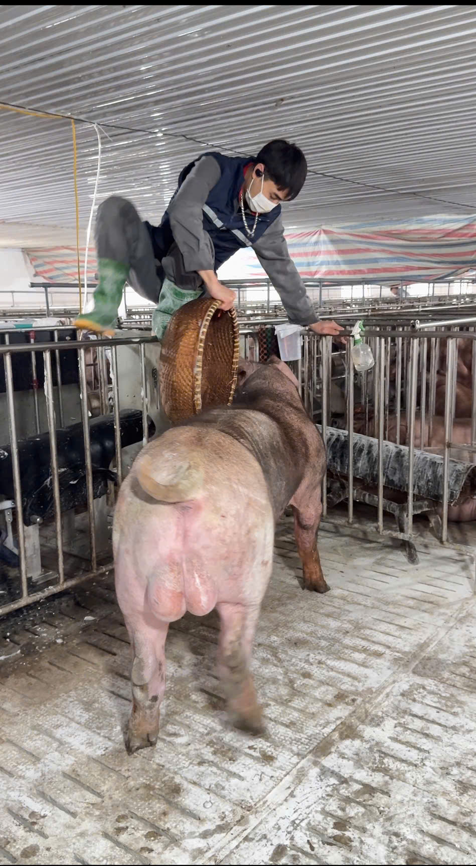 Heo đực giống MF0313