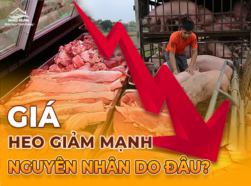 Giá heo giảm mạnh: Nguyên nhân do đâu và xu hướng sắp tới?