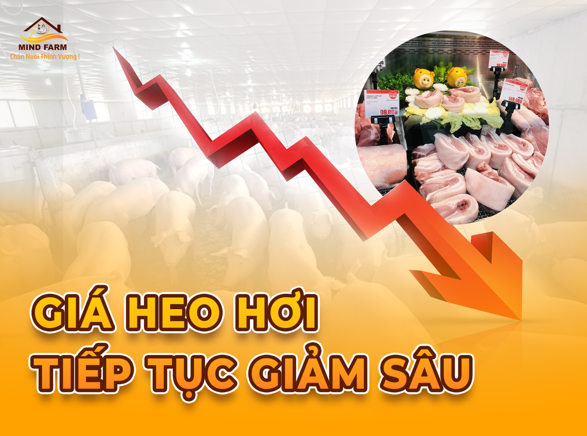 Giá heo hơi ngày 20/8: Giảm sâu tại nhiều địa phương