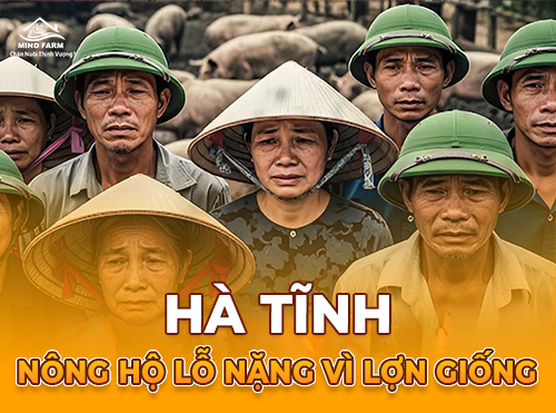 Ế hàng chục nghìn lợn giống, nông hộ Hà Tĩnh lỗ nặng vì dịch tả lợn Châu Phi