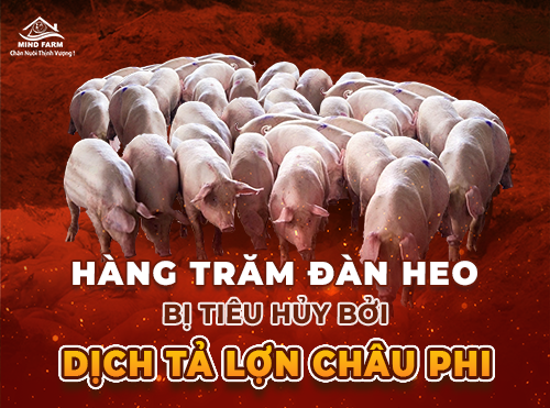 Dịch tả heo châu Phi tái bùng phát mạnh: Hàng trăm đàn heo bị tiêu hủy, nguy cơ lan rộng