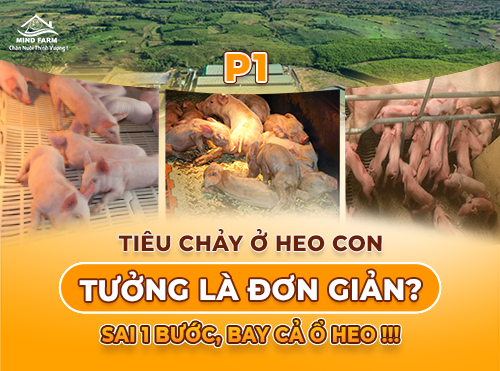 Phần 1: Tiêu chảy ở heo con 1 tuần tuổi – Nhận diện sớm để không mất cả đàn