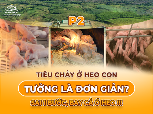 Phần 2: Heo nái khỏe thì con mới không tiêu chảy – Giải pháp từ trại sinh sản