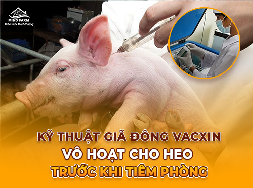 Giã đông vacxin cho heo: Bước quan trọng để đảm bảo hiệu quả tiêm phòng