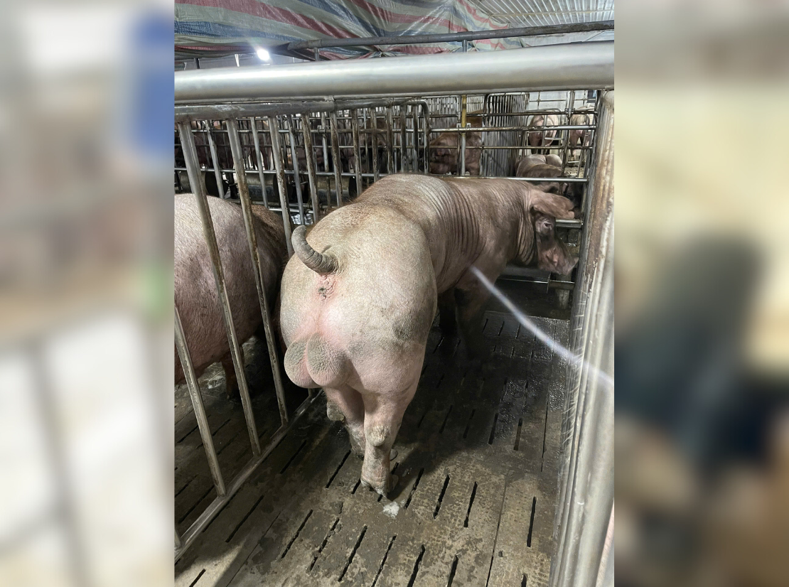 Heo đực giống MF0603