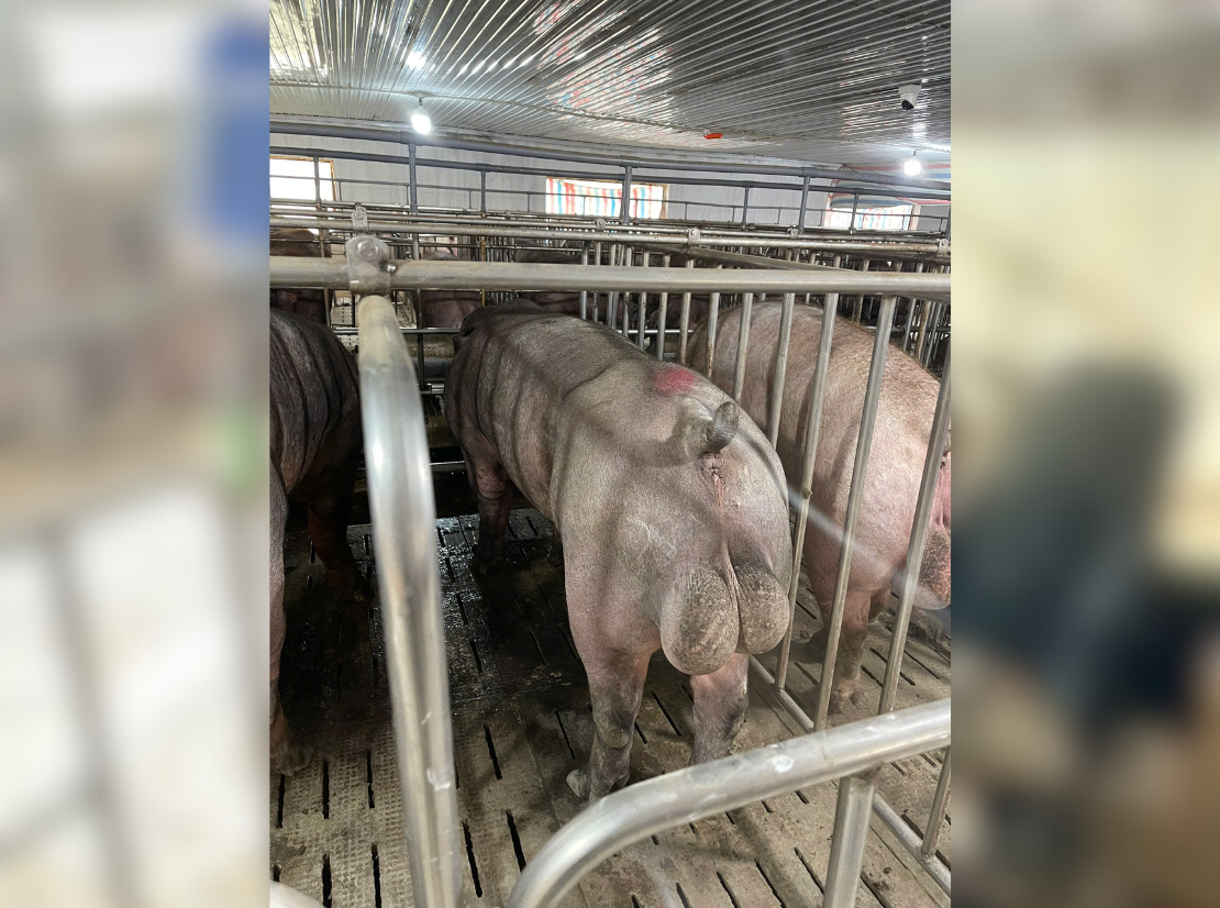 Heo đực giống MF9302