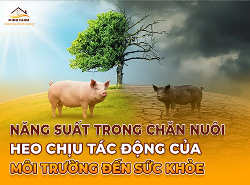 Bất cập trong xử lý chất thải heo: Lỗ hổng quy chuẩn kỹ thuật và thách thức môi trường