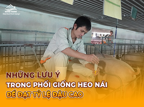 Những lưu ý trong phối giống heo nái để đạt tỷ lệ đậu cao