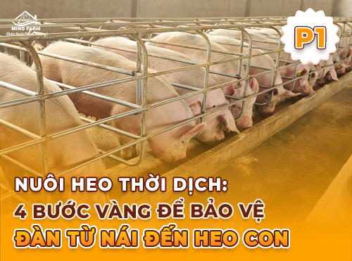 Phần 1: An toàn sinh học trong chăn nuôi heo – Ngăn bệnh từ cổng trại đến từng ô chuồng