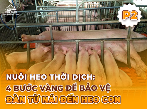 Phần 2: Vệ sinh chuồng trại và chuẩn bị trước khi nhập heo – Làm sạch đúng, hiệu quả lâu