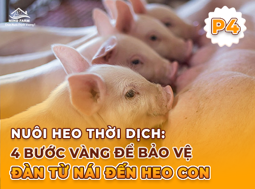 Phần 4: Heo con từ sơ sinh đến sau cai – Chăm kỹ từng giai đoạn để lớn khỏe mạnh