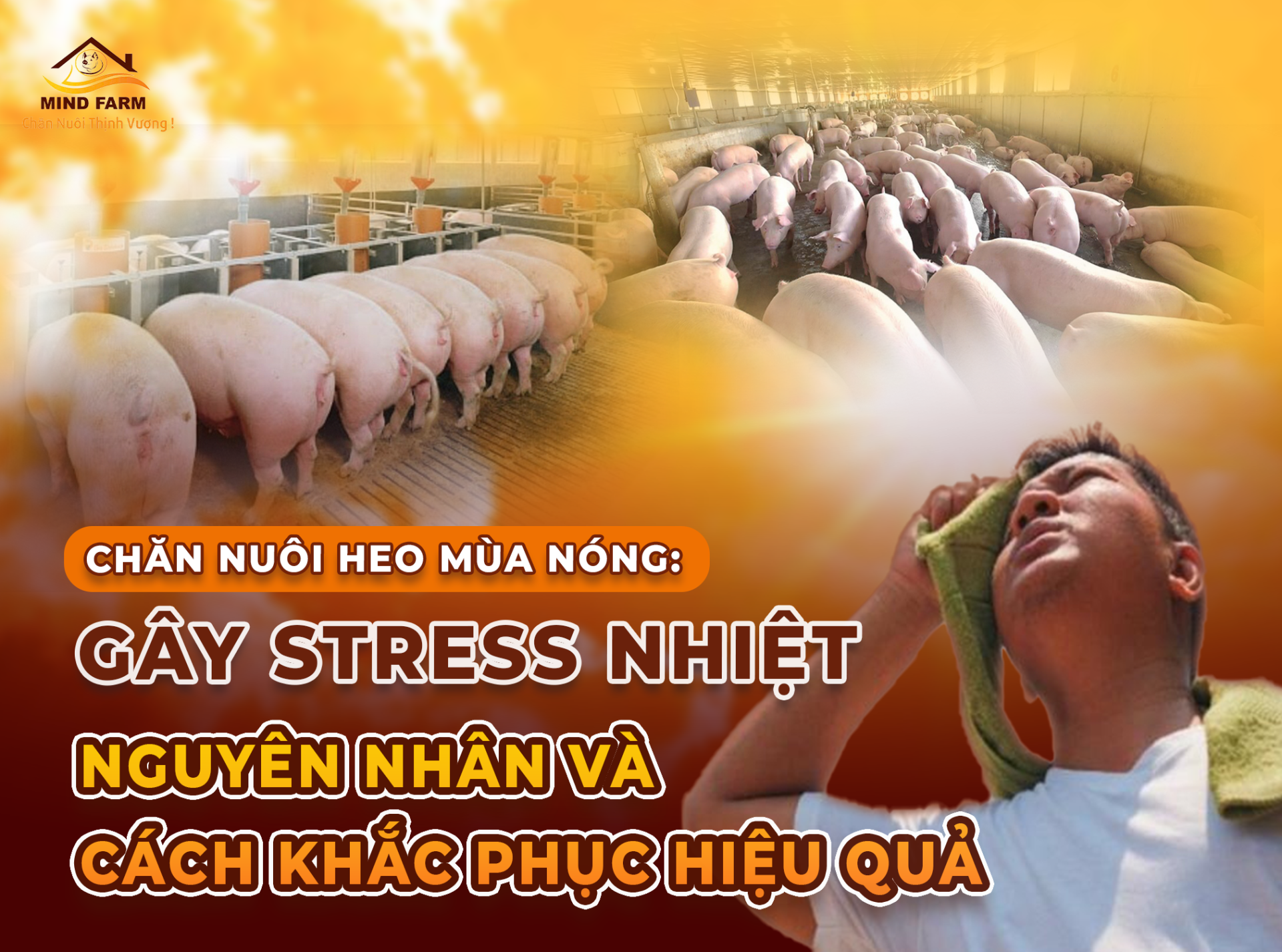 Chăn nuôi mùa nóng: Giải pháp giúp đàn heo vượt qua stress nhiệt