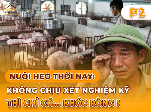 Phần 2: Trị bệnh ở heo hiệu quả? Nguyên nhân bắt đầu từ khâu lấy mẫu