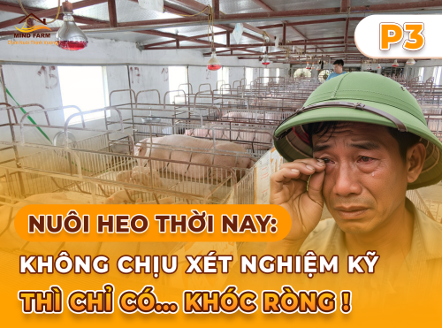 Phần 3: Xét nghiệm heo bệnh: Biết đúng bệnh, đúng thuốc, đúng thời điểm