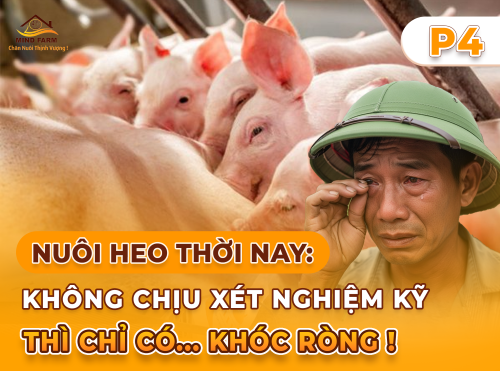 Phần 4: Tầm soát ASF – Phát hiện sớm để giữ trại an toàn trong vùng dịch