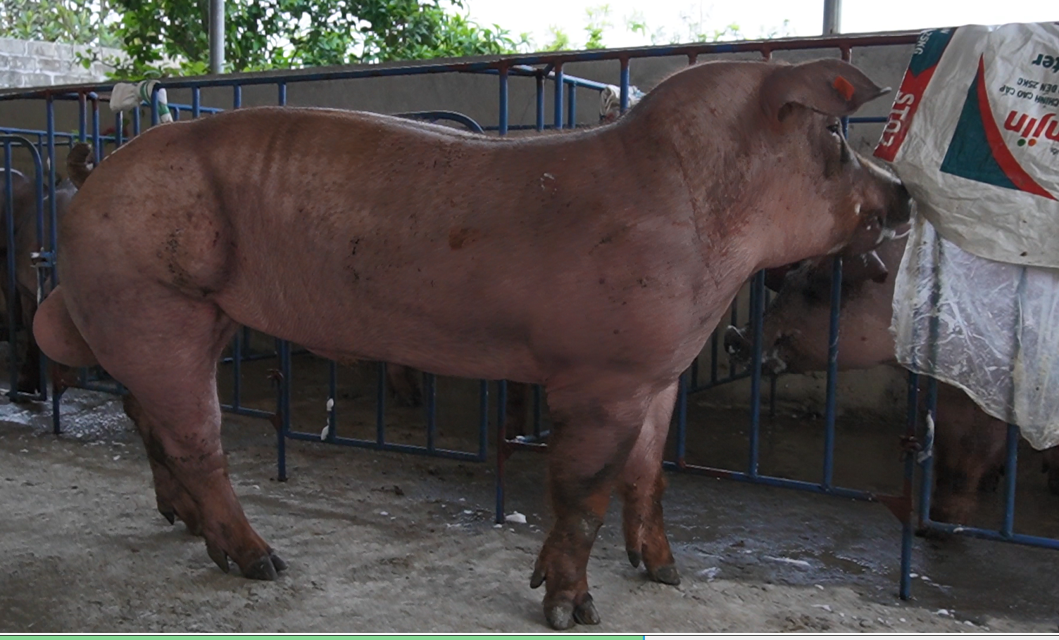DUROC 3258