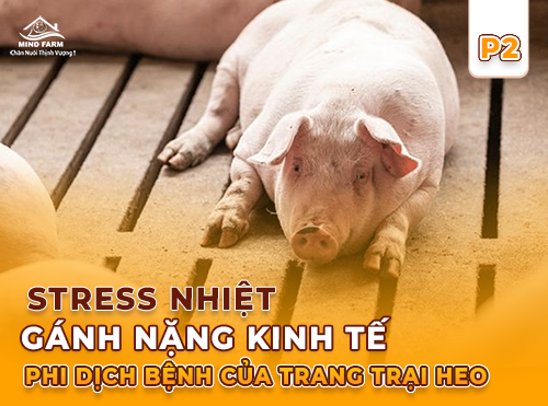 Phần 2: Stress nhiệt đối với đàn heo