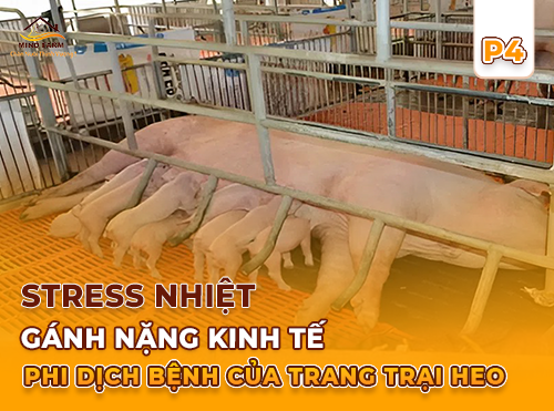 Phần 4: Stress nhiệt tác động đến đến heo mẹ và đàn con sơ sinh?