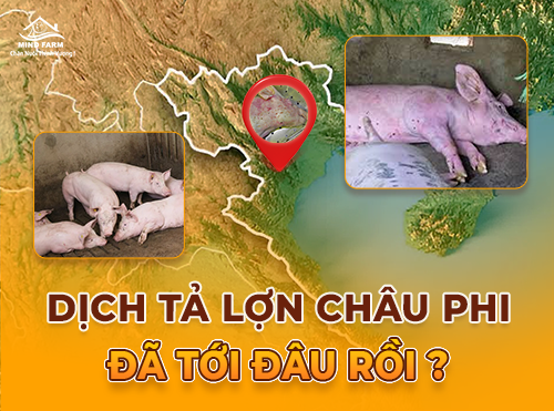 Dịch tả lợn châu Phi: Nguy cơ tái bùng phát tại miền Bắc và lời cảnh báo cho người chăn nuôi