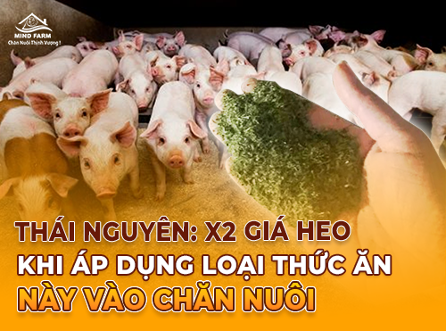 Thành phần đặc biệt trong thức ăn cho heo: Heo khỏe, thịt dẻo ngon