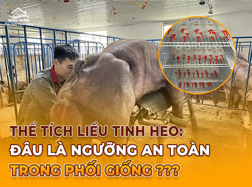 Đặc Điểm Liều Tinh Heo