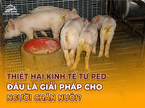 Phương pháp xử lý dịch tiêu chảy cấp trên heo