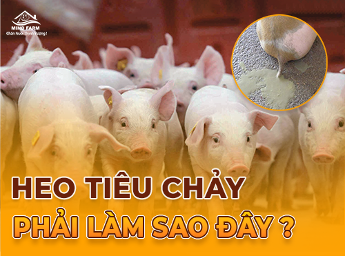 Heo tiêu chảy: Cảnh báo kháng sinh và hướng xử lý hiệu quả