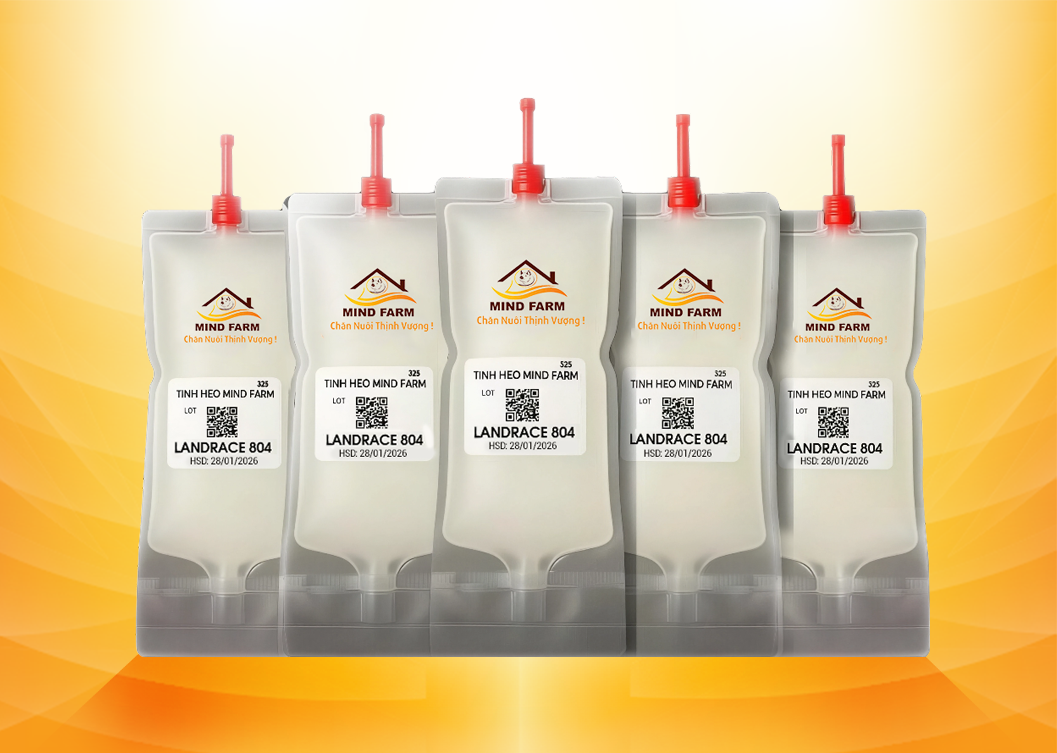 Tinh heo đực giống Landrace (GP)