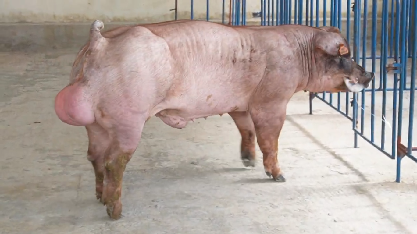 DUROC 3296