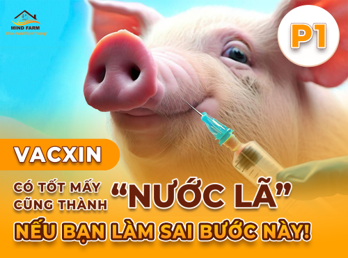 Phần 1: Vì sao cần giã đông vacxin đúng cách trước khi tiêm cho heo?
