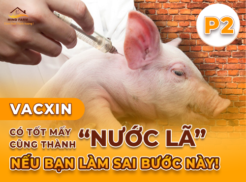 Phần 2: Từng bước giã đông vacxin vô hoạt 