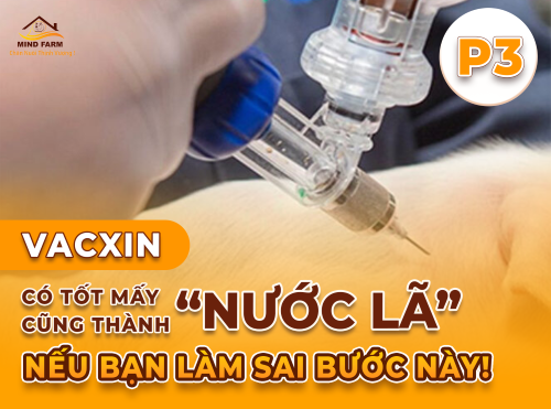 Phần 3: Những sai lầm phổ biến khi giã đông vacxin và cách phòng tránh
