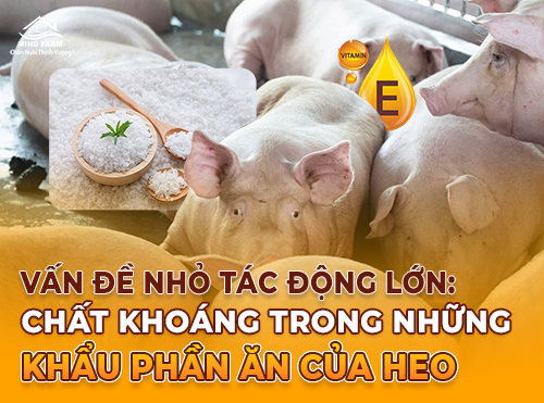 Lưu ý: 5 bệnh ở heo phổ biến do dinh dưỡng khoáng không đầy đủ