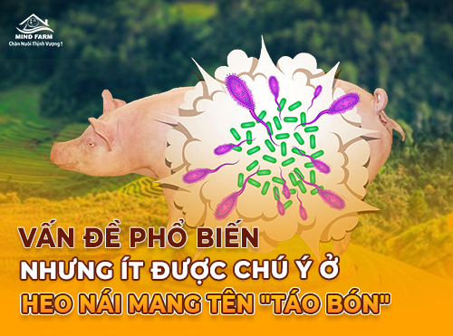Tưởng nhỏ mà hại lớn: Táo bón ở heo nái và cách xử lý bằng dinh dưỡng
