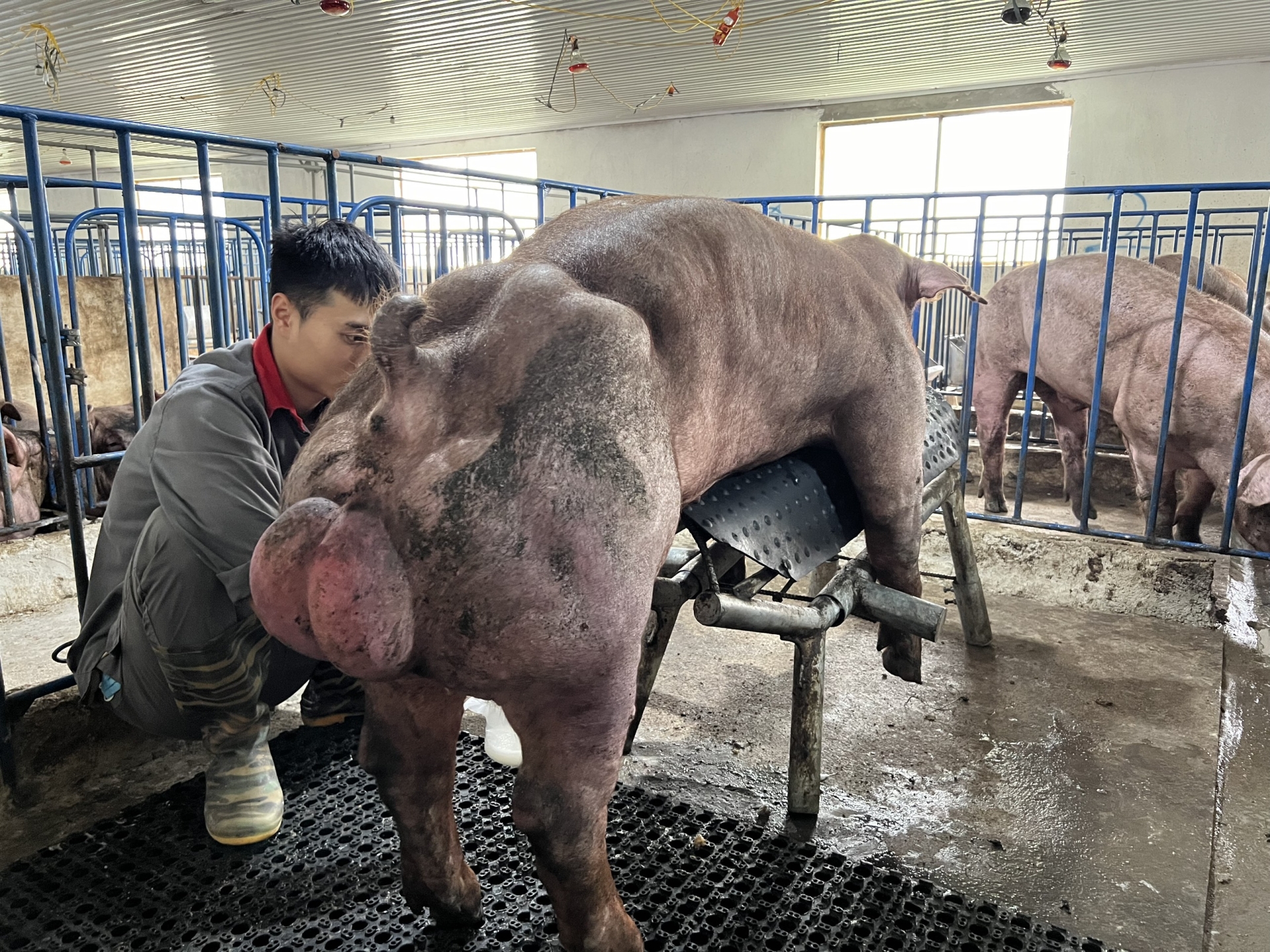 Heo đực giống MF0001