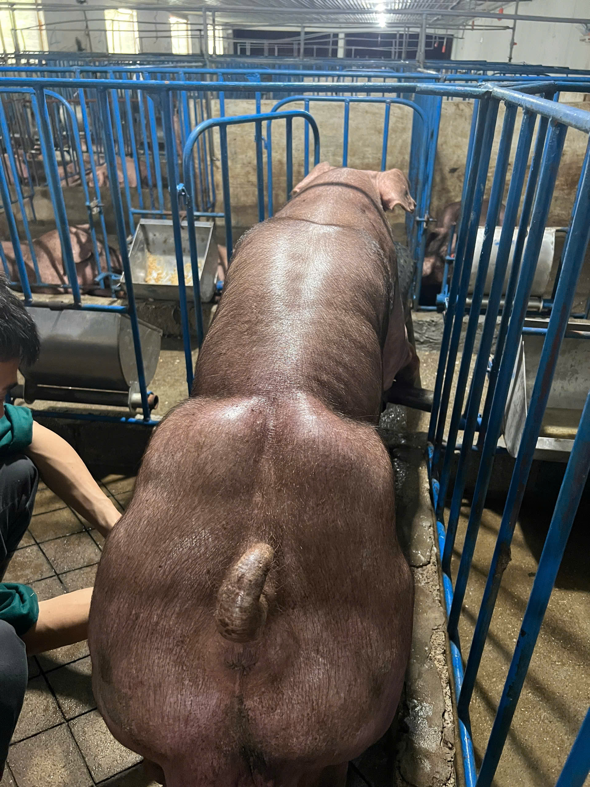 Heo đực giống MF0002