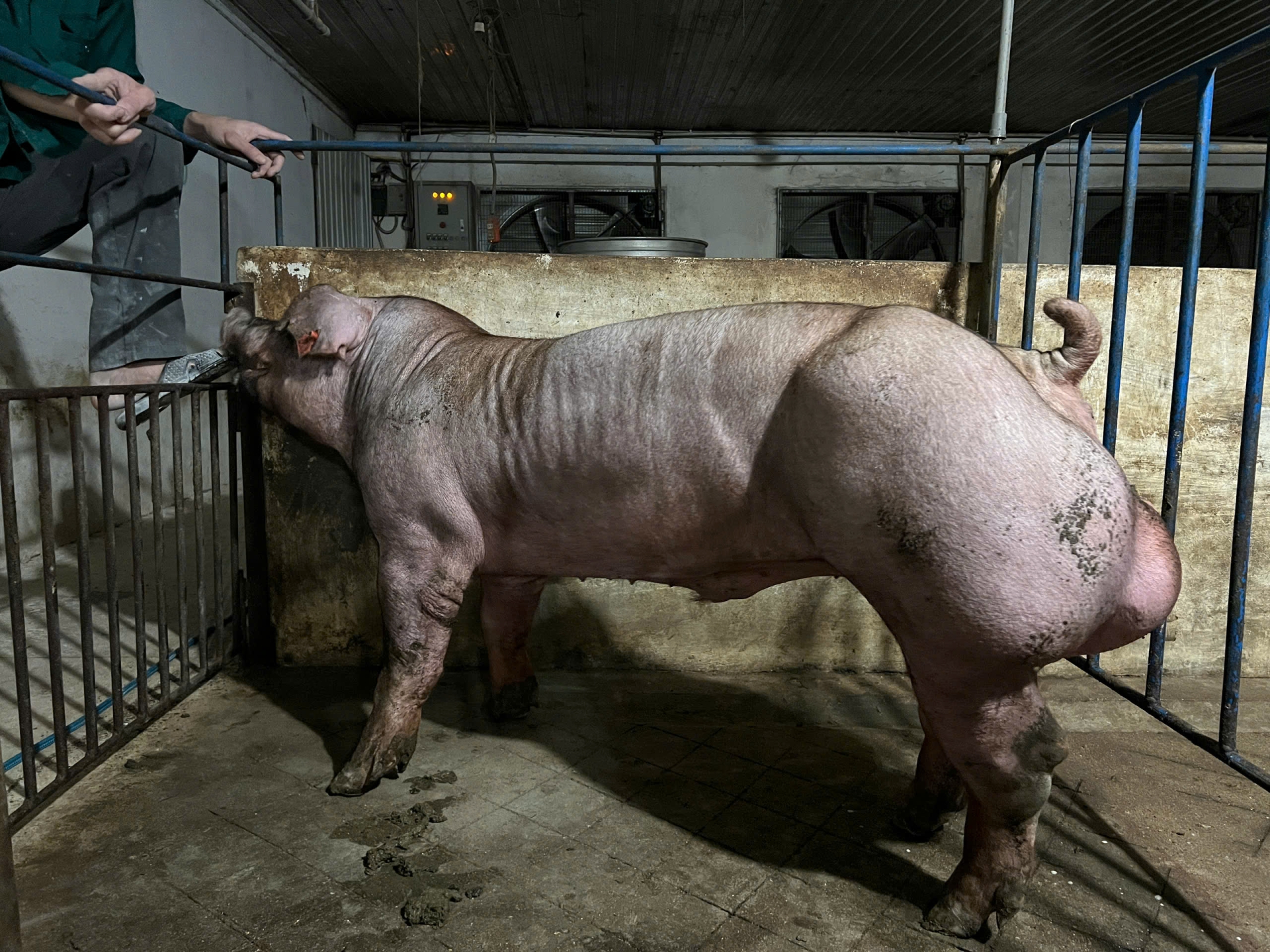 Heo đực giống MF0005