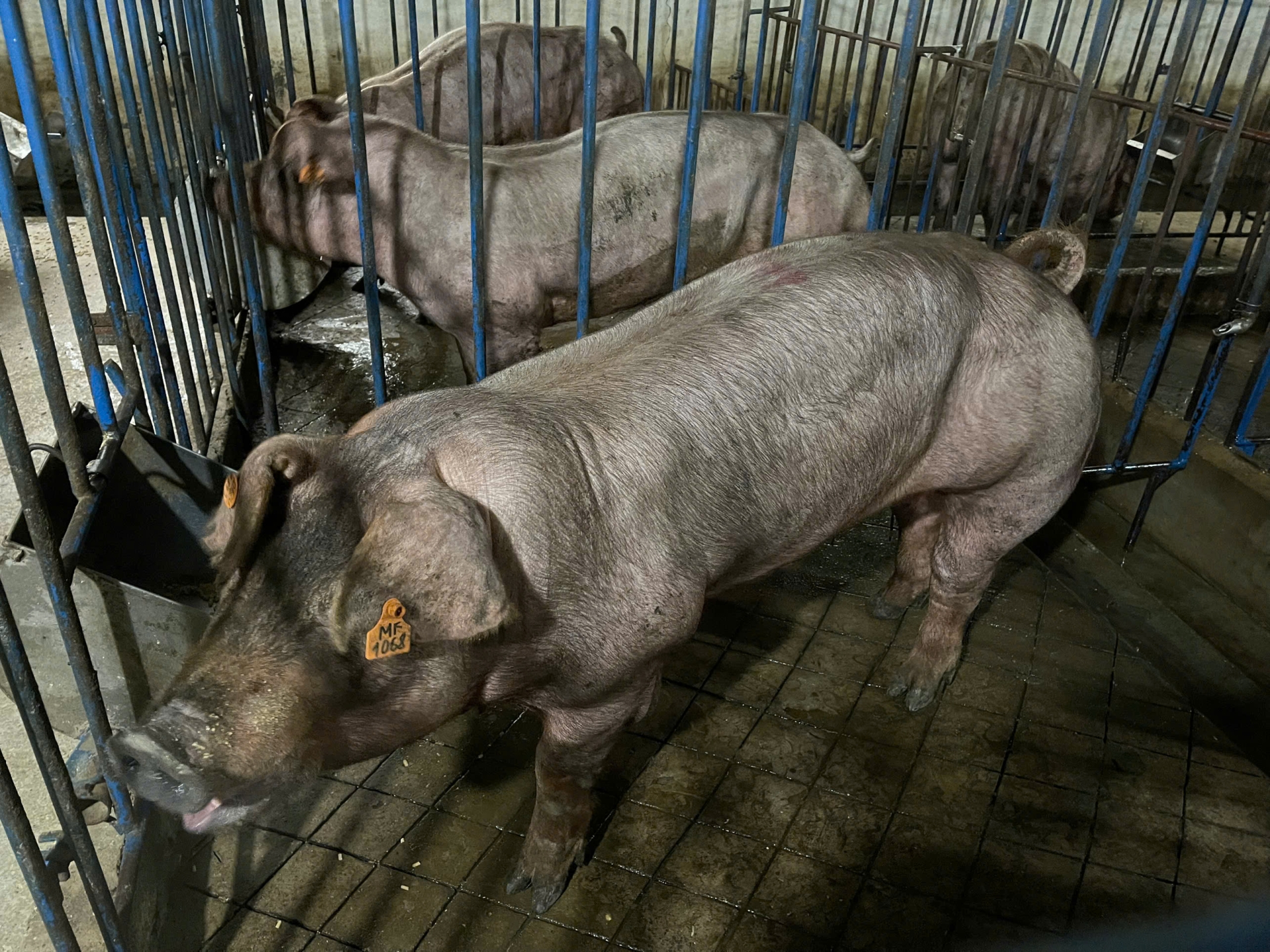 Heo đực giống MF9301