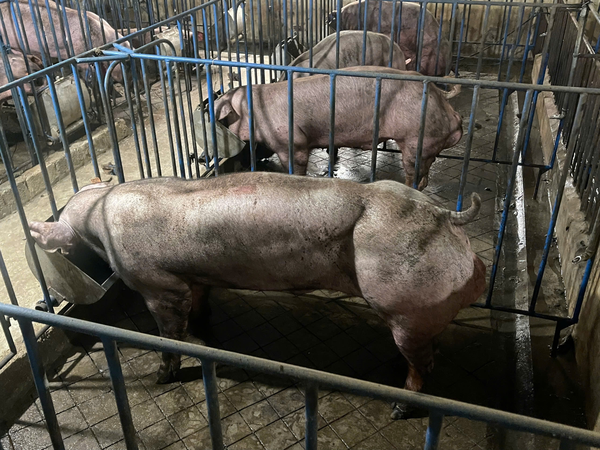 Heo đực giống MF9202