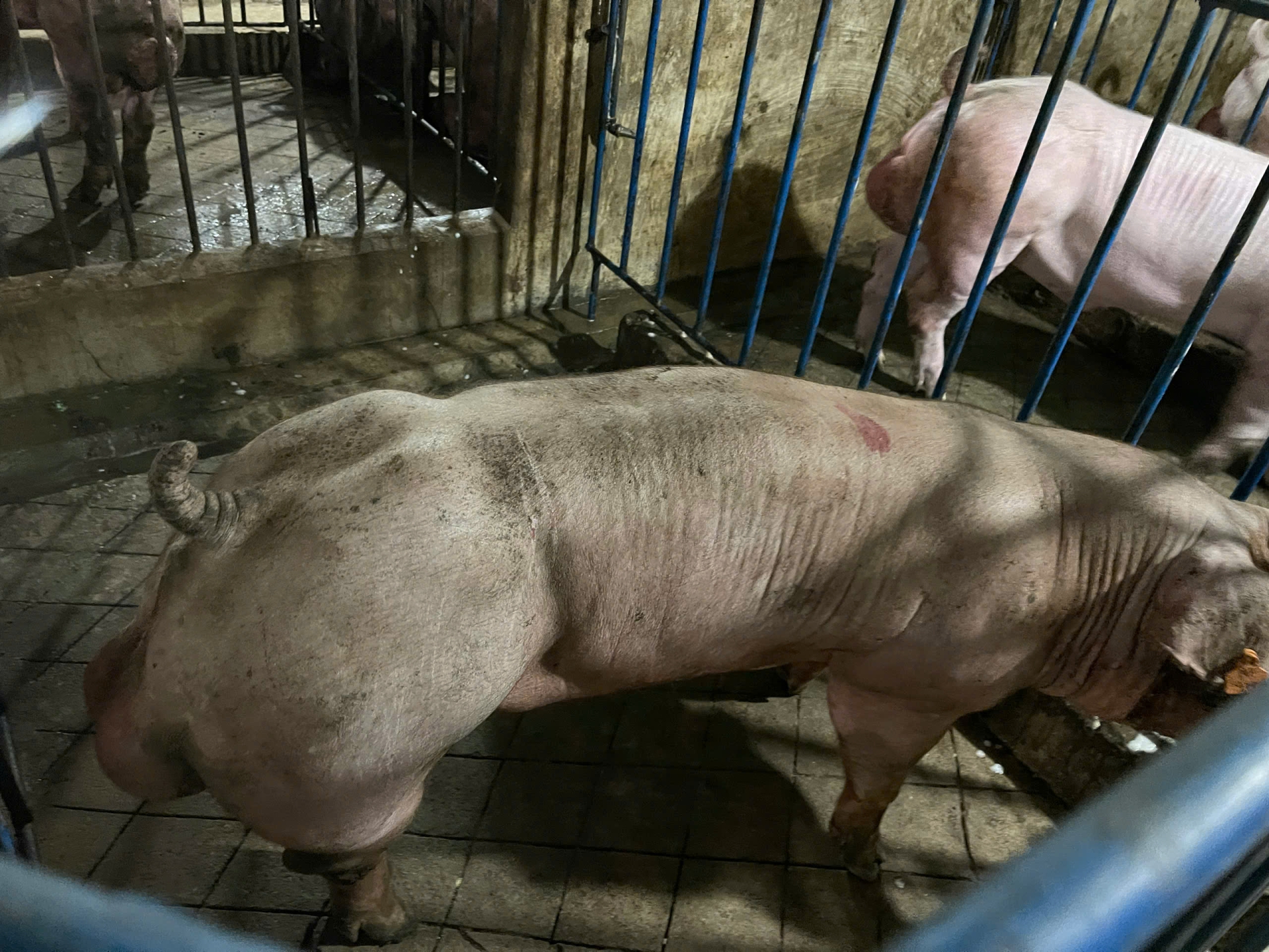 Heo đực giống MF9008