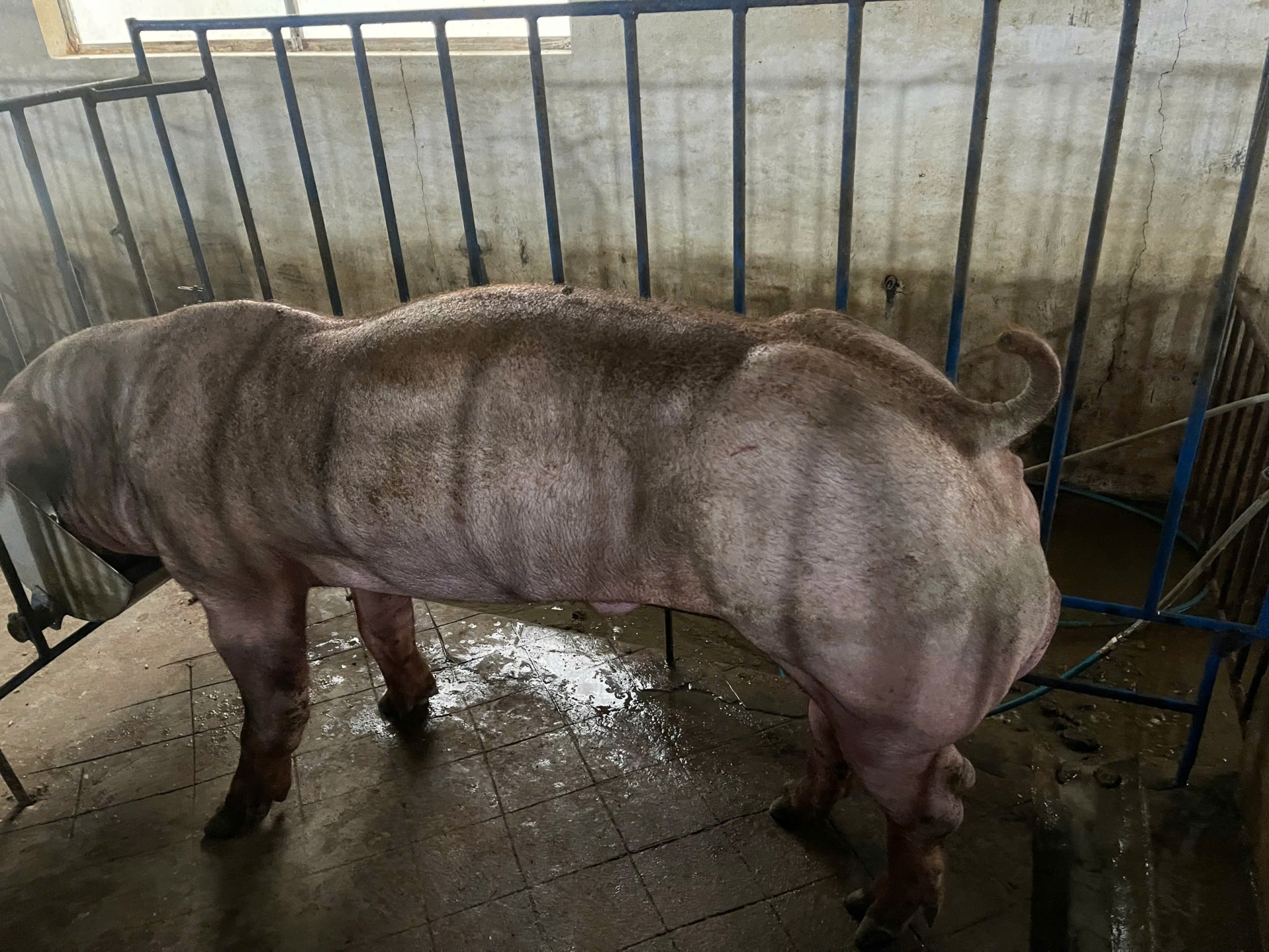DUROC 1431