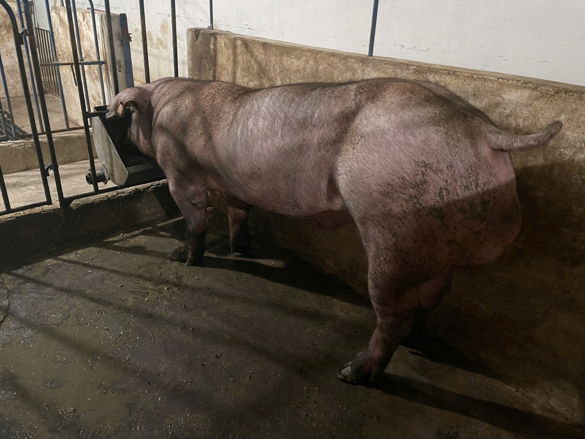 Heo đực giống MF4164