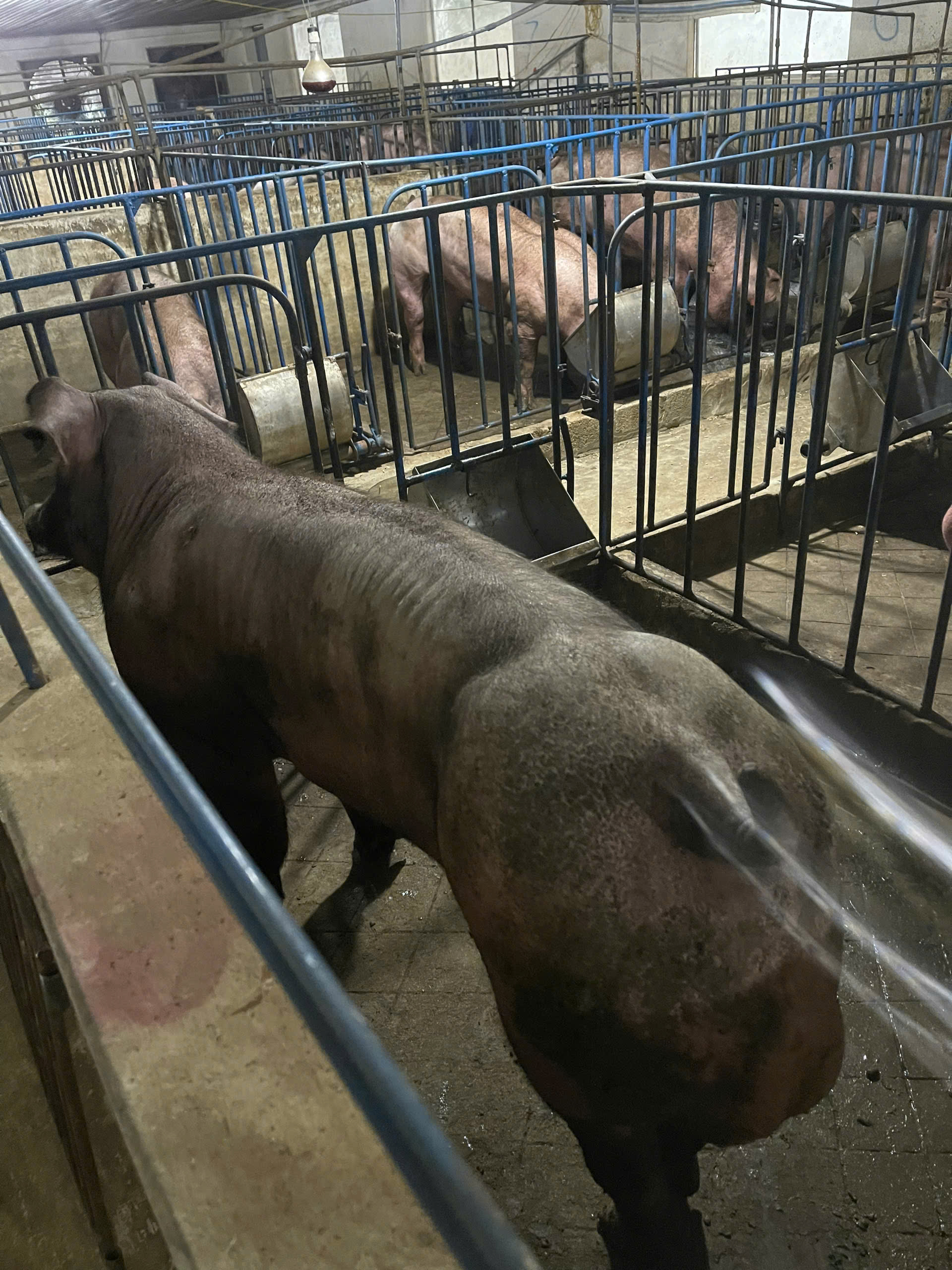 DUROC 3049