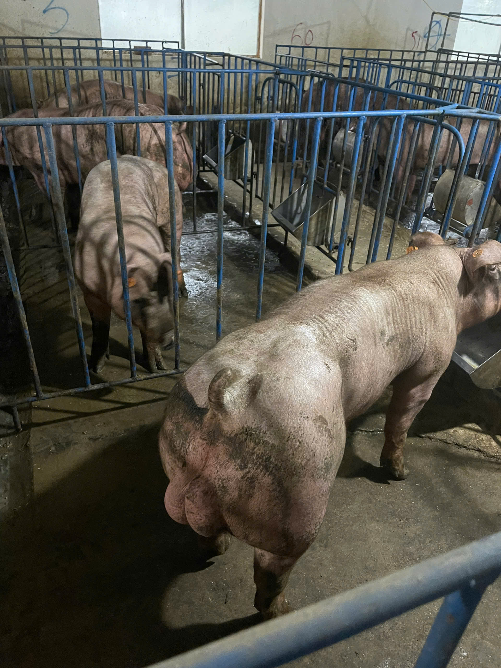 Heo đực giống MF3057