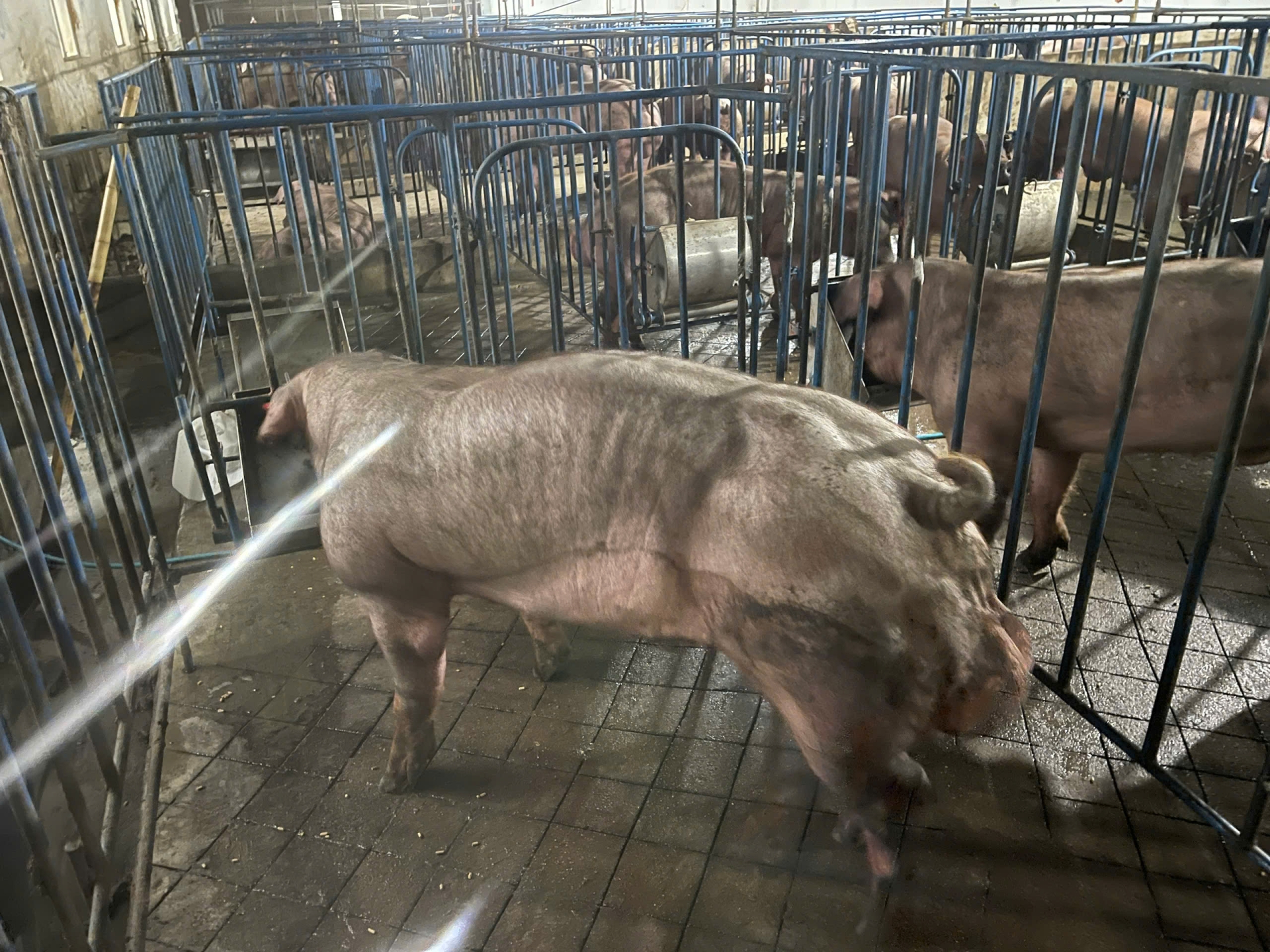 DUROC 9026