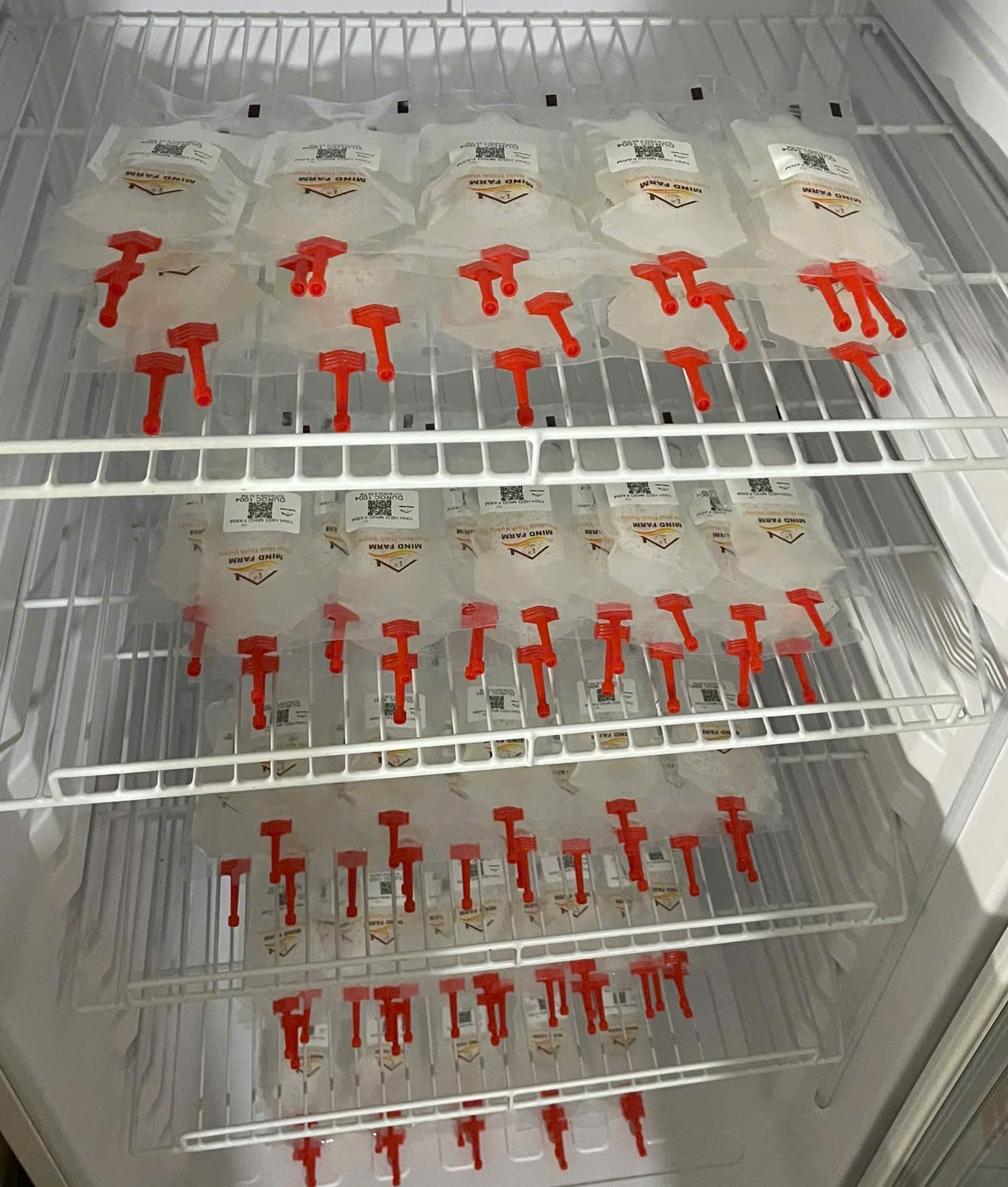 Tinh heo đực giống Landrace (GP)